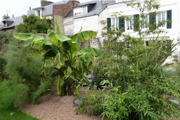 Des bananiers même en Normandie !