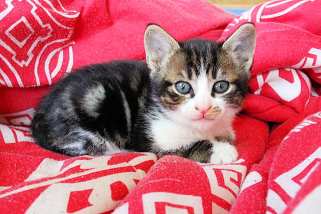 Berlioz, une symphonie de c&acirc;lins
