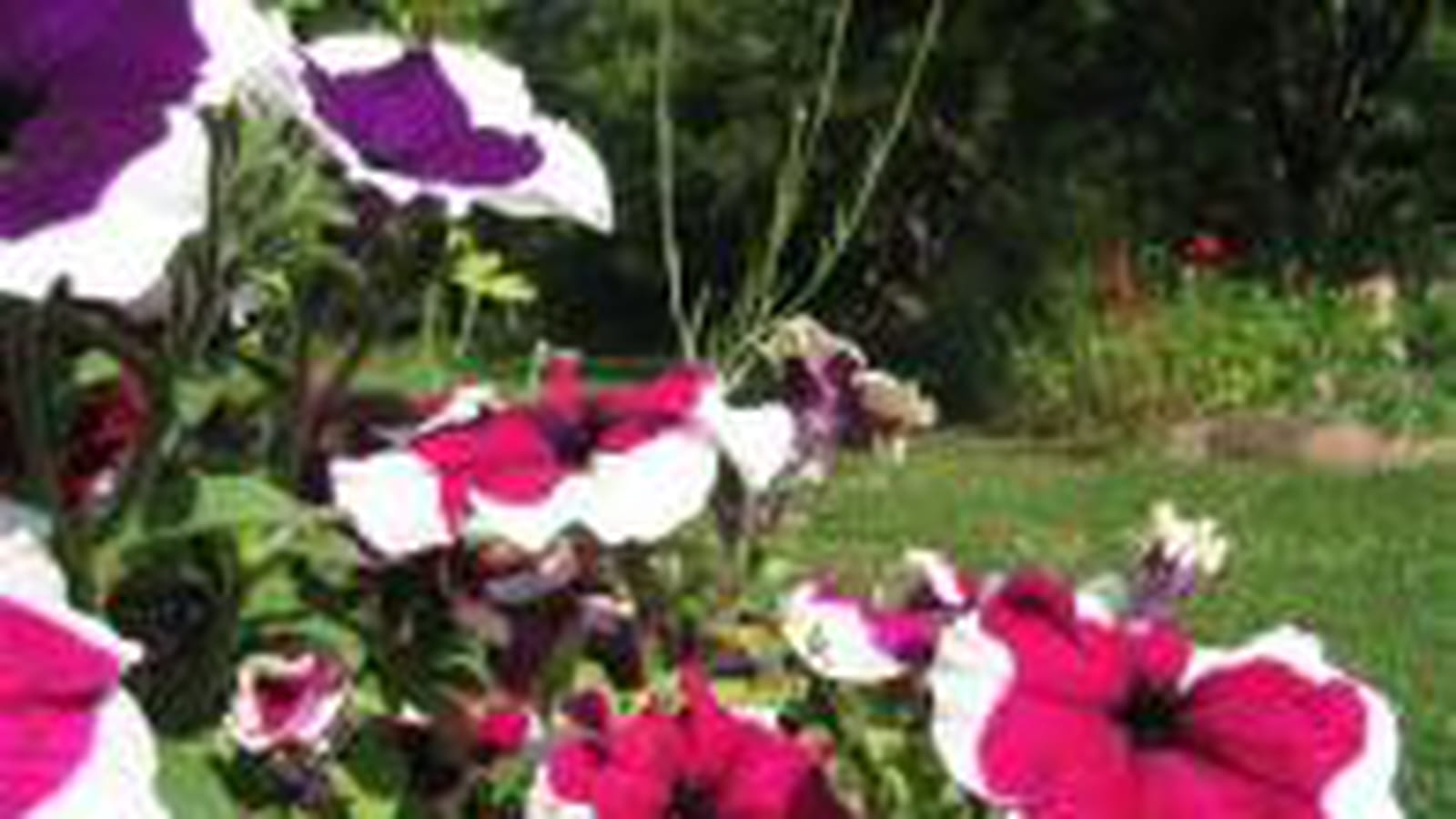 Pétunia