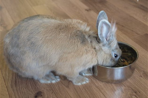 Menu pour un physique d'athlète