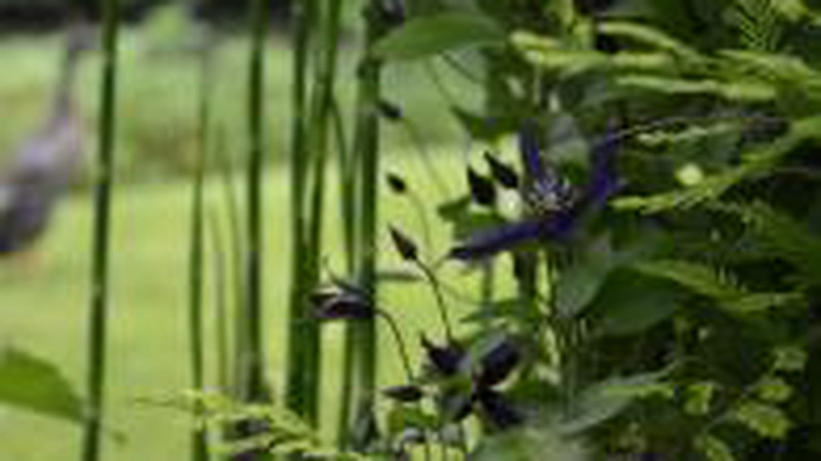 Entretien jardin