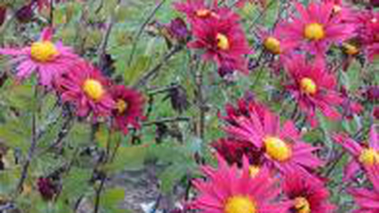 Marguerites fuchsia