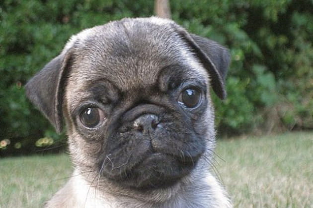 Le regard tr&egrave;s expressif du Carlin