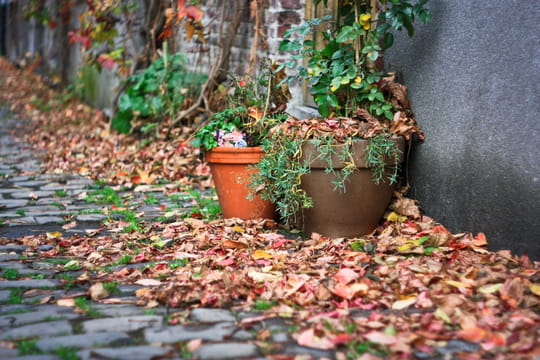 &Agrave; faire avant les pluies d'automne&nbsp;: ce geste prot&egrave;ge les plantes en pot jusqu'au printemps