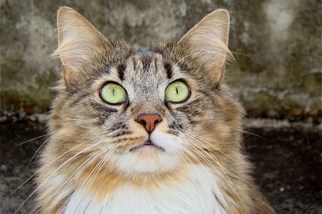 Pipper, un chat &eacute;tonnant