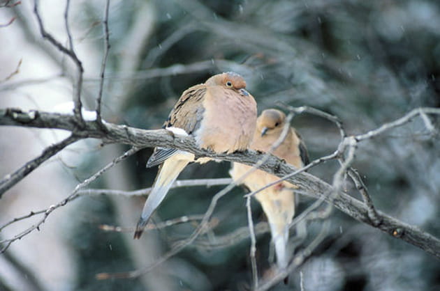 La sc&egrave;ne hivernale