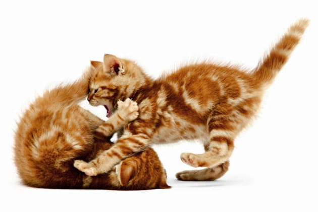 Chats : leurs postures les plus drôles