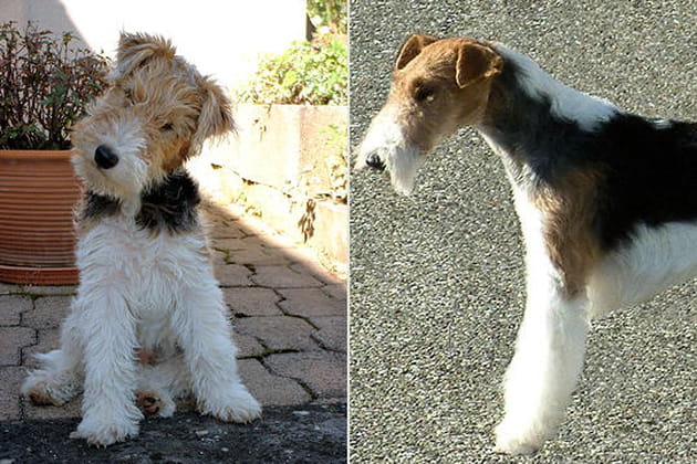 Le Fox terrier
