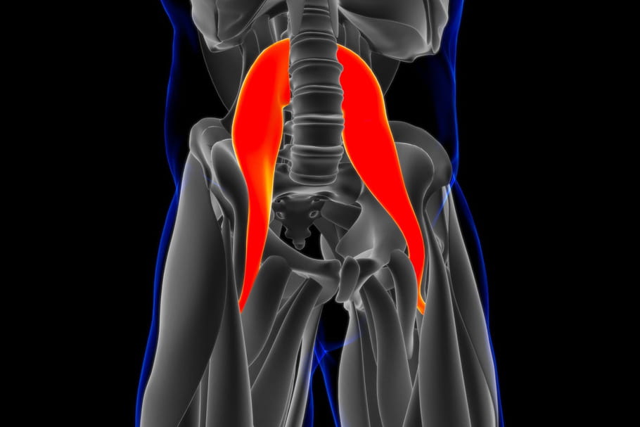 Psoas : anatomie, fonction, schéma, douleur