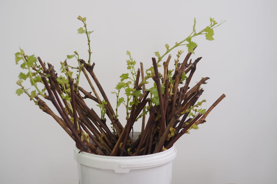 Comment multiplier les plantes ?