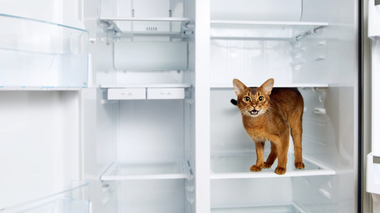 Un chat au frais