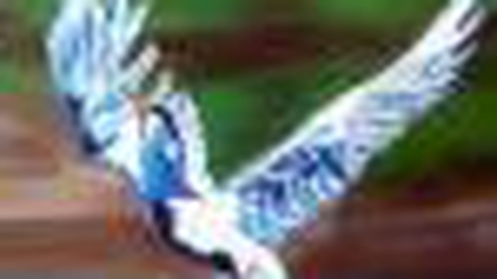 Oiseaux 