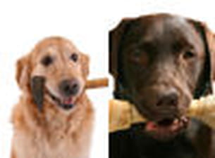 labrador et golden.