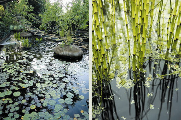 Entreciel et equisetum