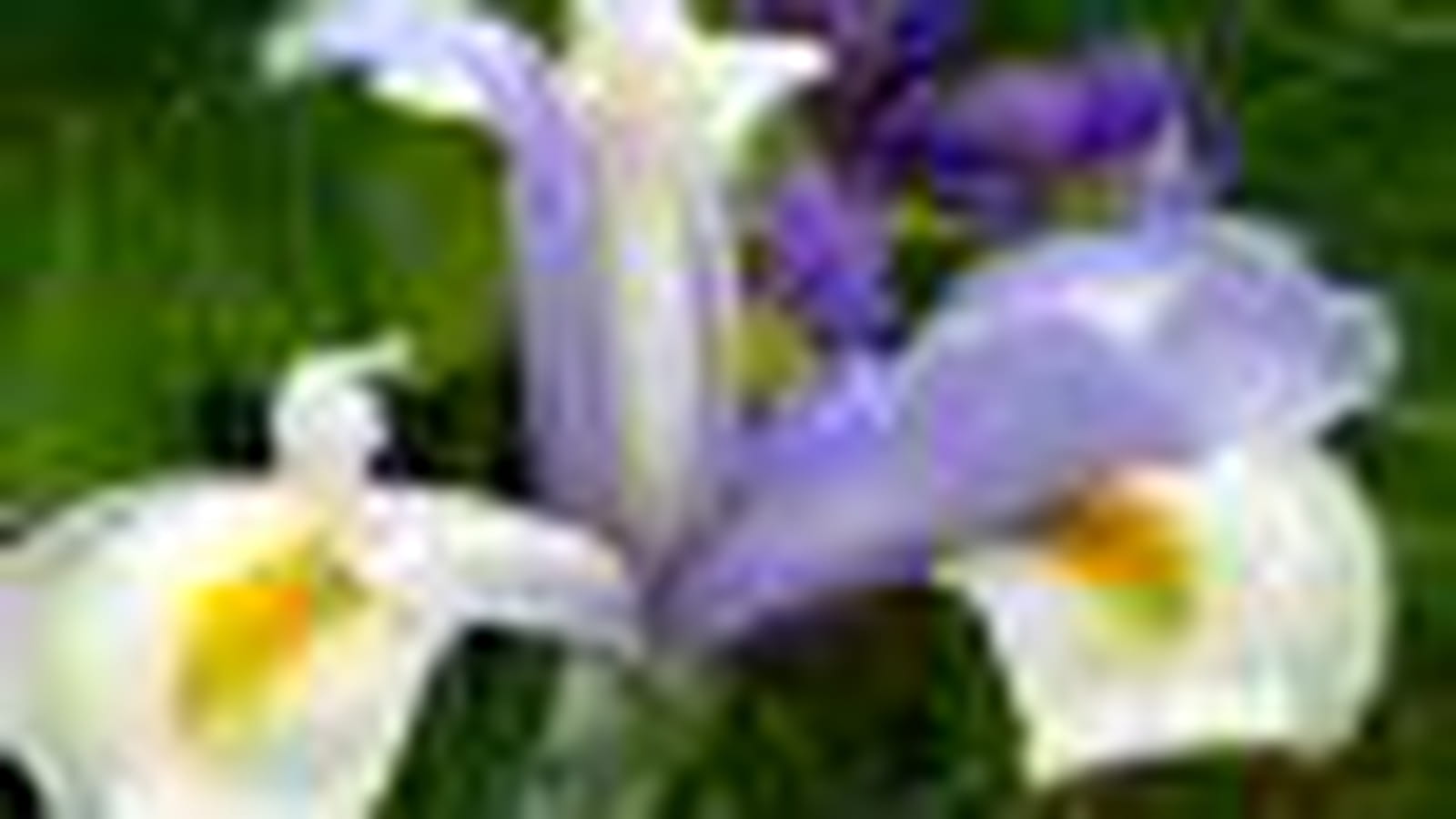 Iris hollandais