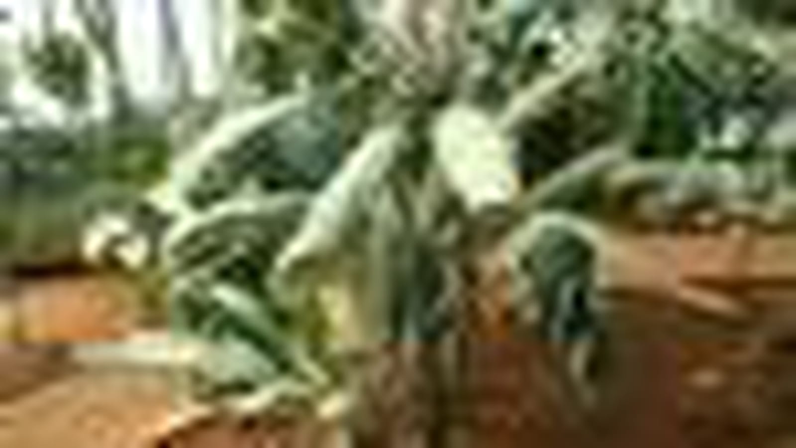 Cordyline neocaledonica