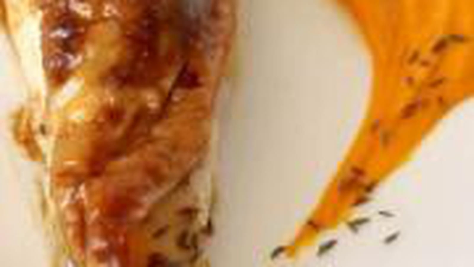 Poulet rôti au beurre pommade, citron et cumin et sa purée de potimarron