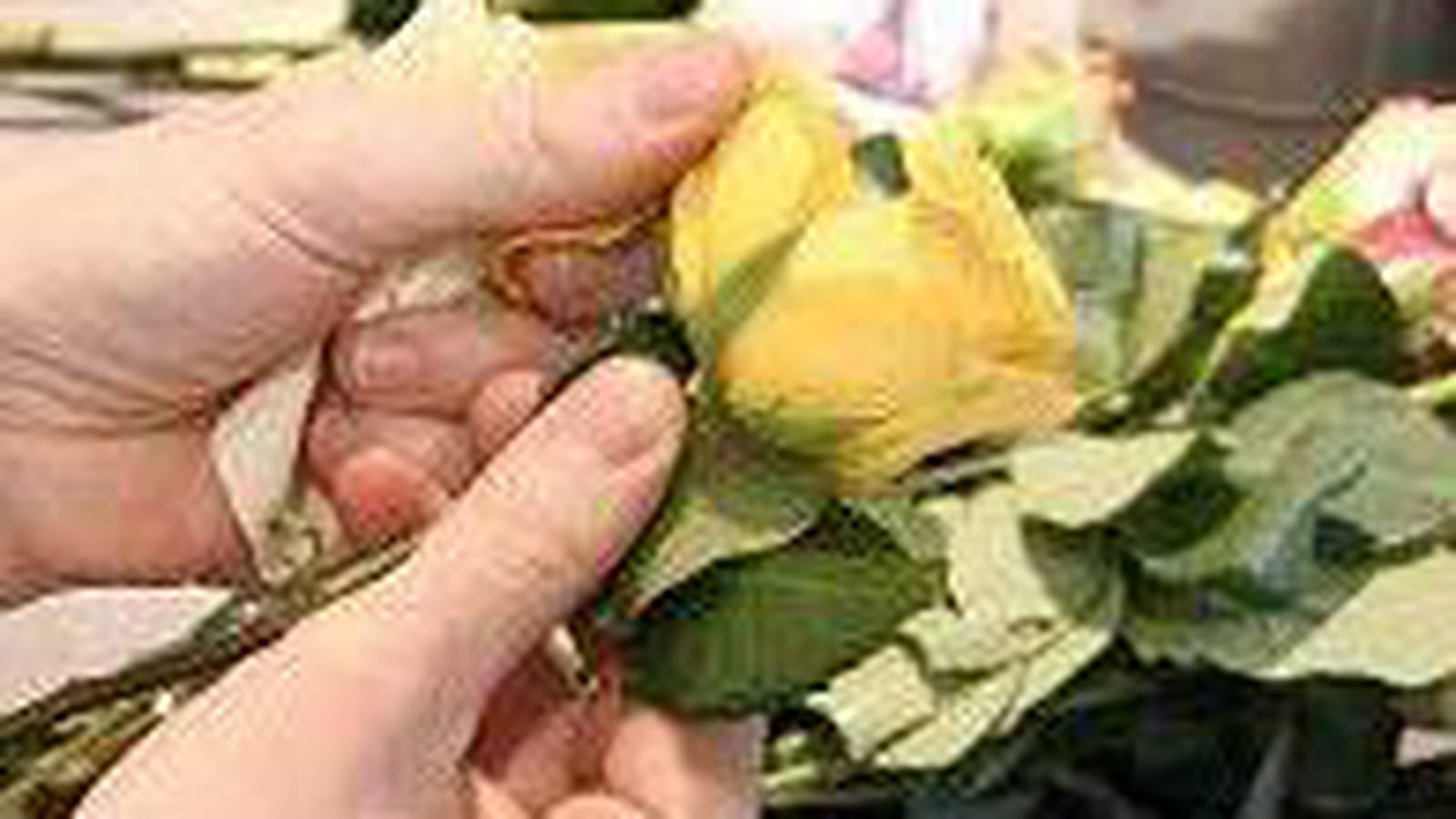 Préparez le feuillage et les roses.