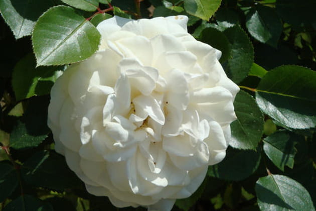 Une rose de collection