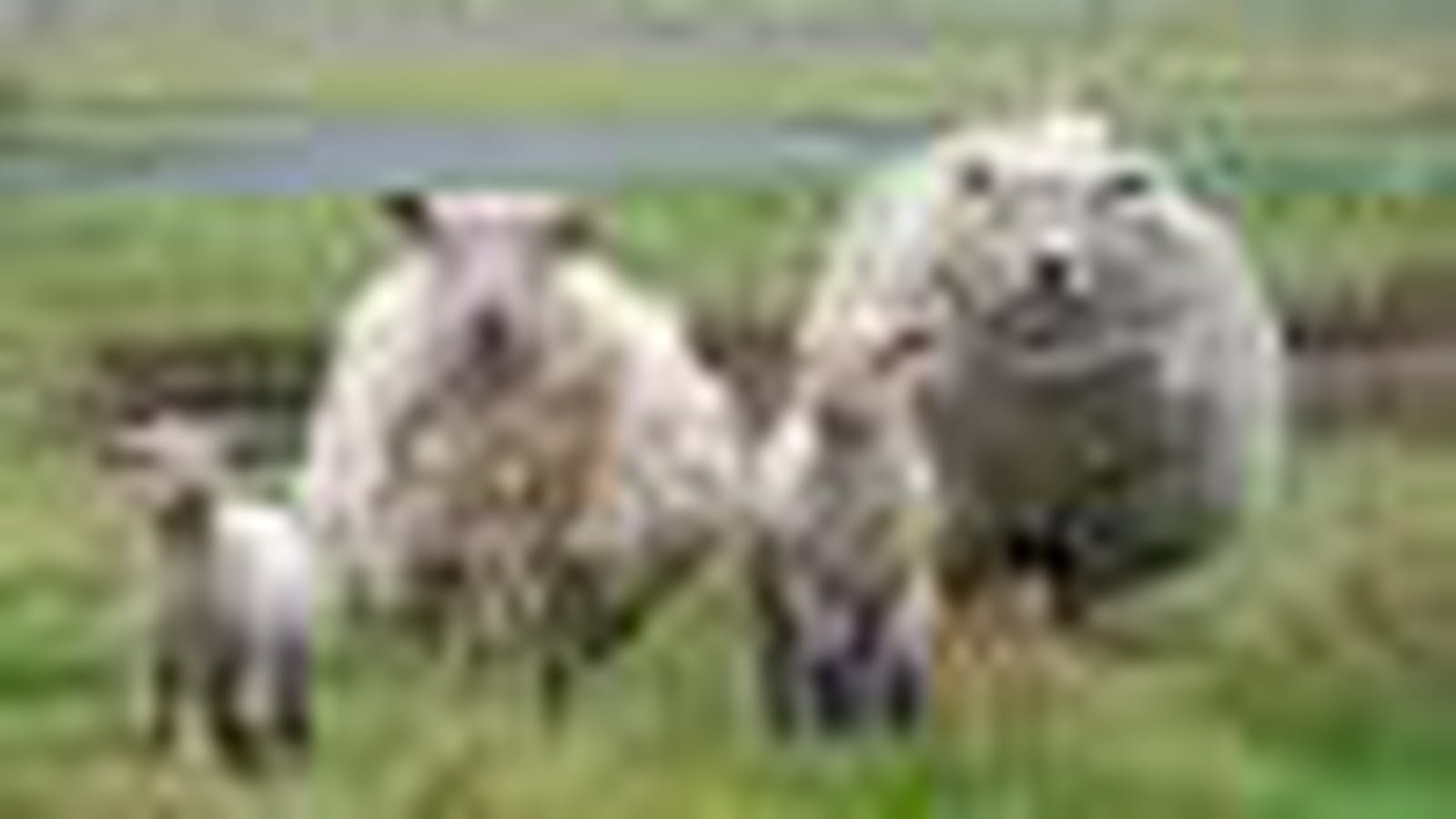La famille Mouton