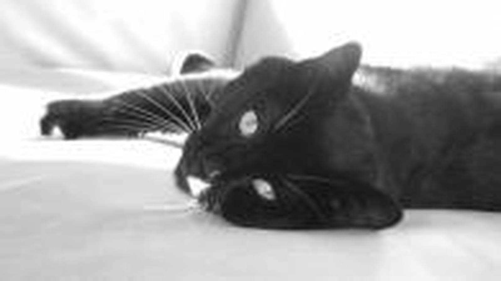 Affectueux