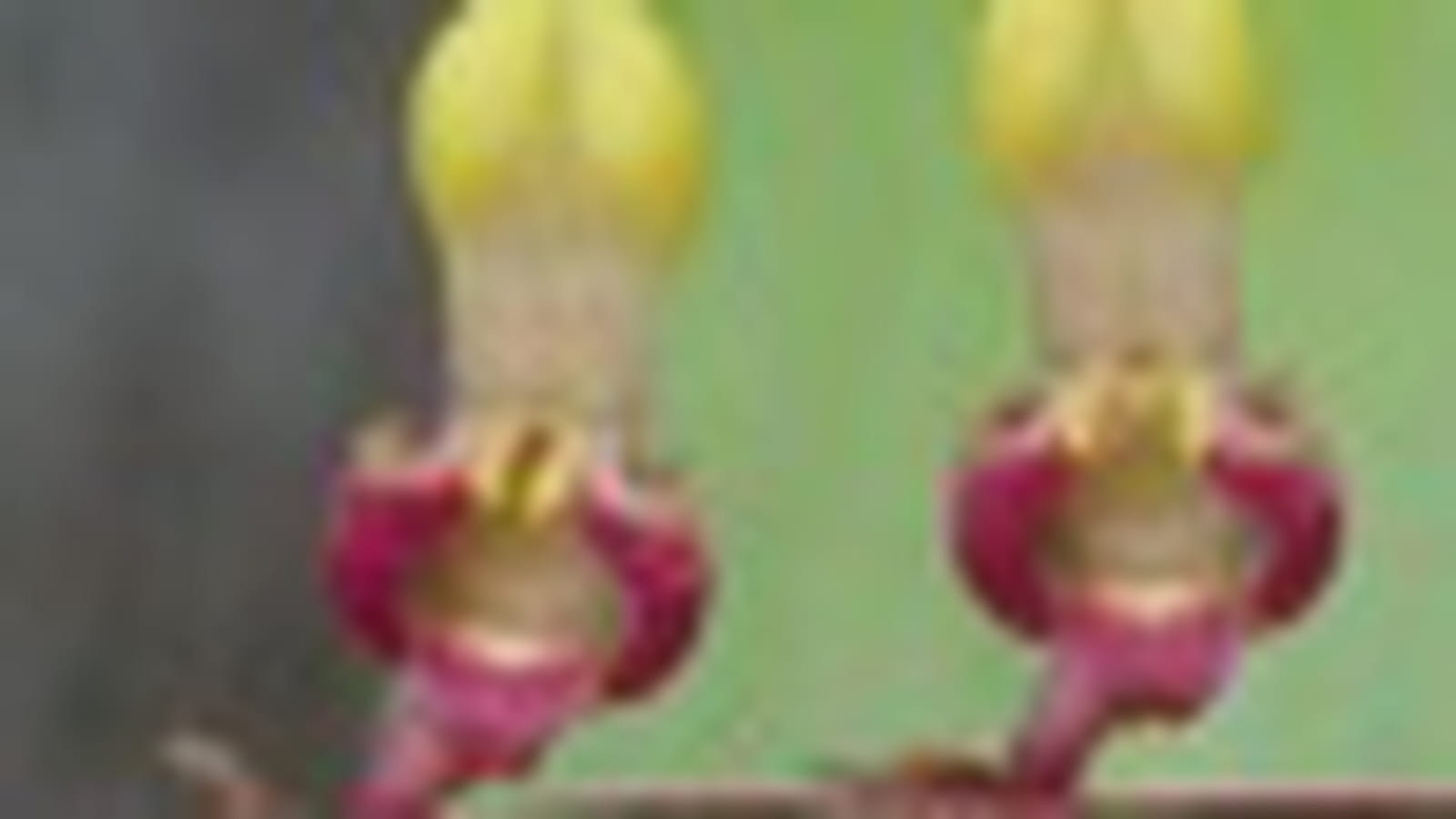 Bulbophyllum Falcatum