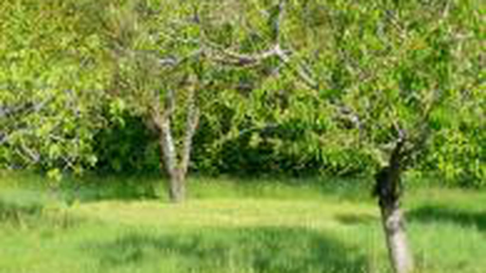 Arbres fruitiers 