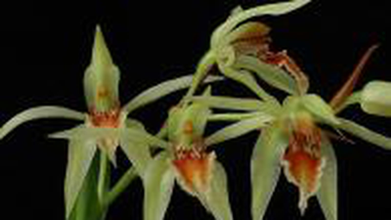 Coelogyne aff. vanoverberghii