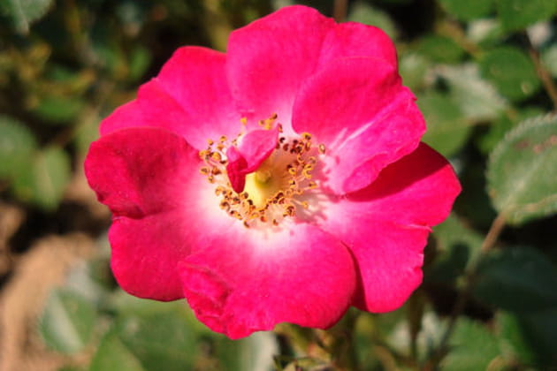 Une rose miniature qui a du style