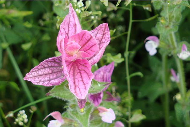 Mélange de rose et d'indigo