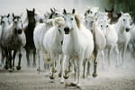 sublimes chevaux 619504