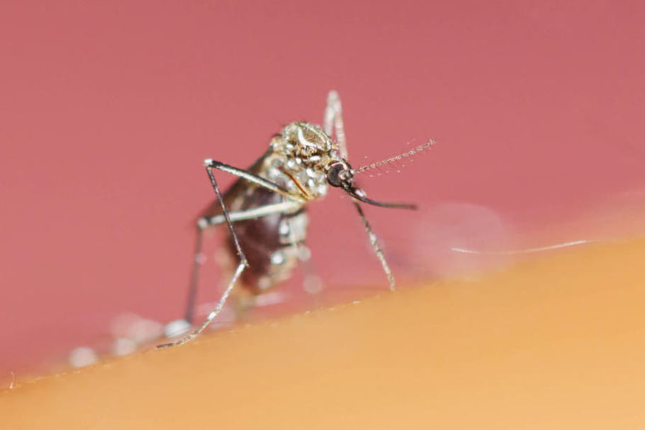 Ce qu’il faut savoir sur le virus Zika