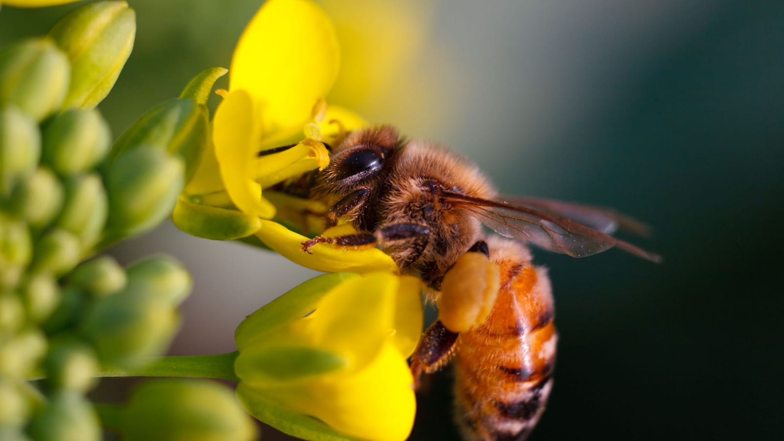 La Saint Valentin des abeilles