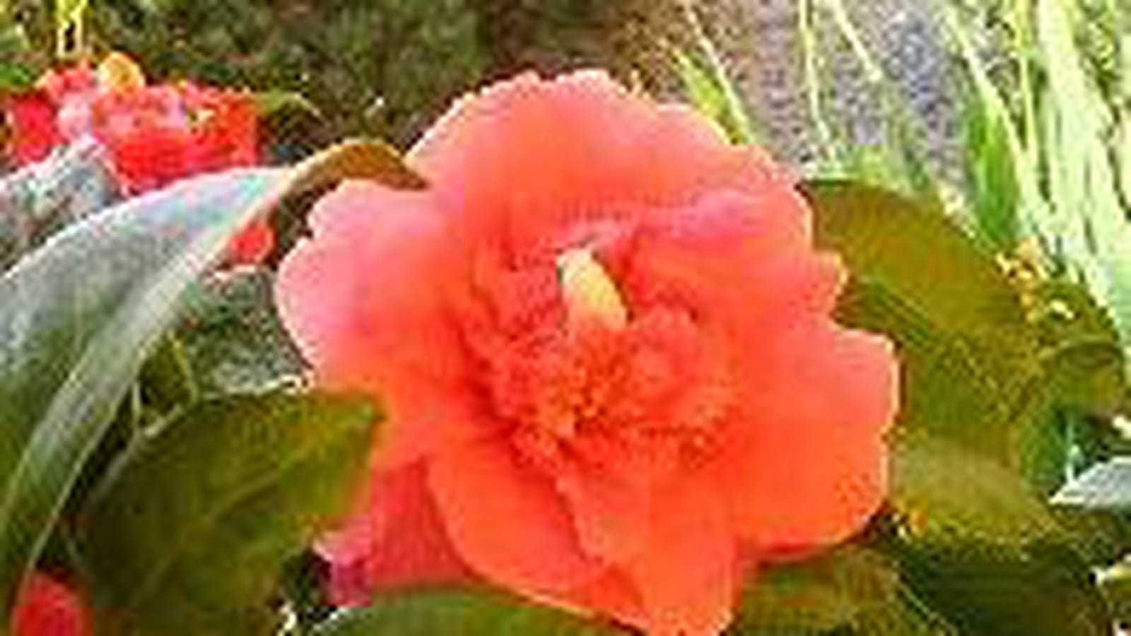 Camélias