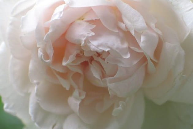 Un magnifique rosier grimpant