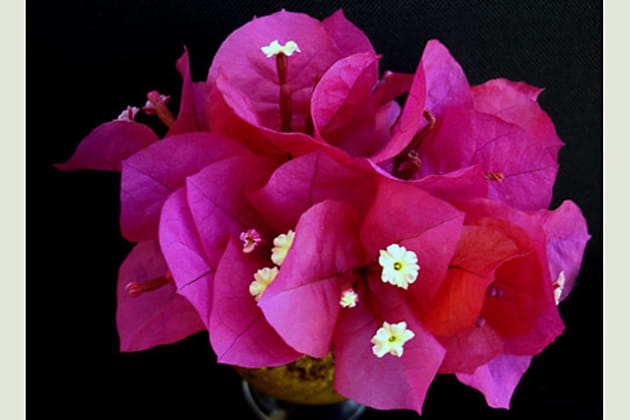 Le voluptueux bougainvillier