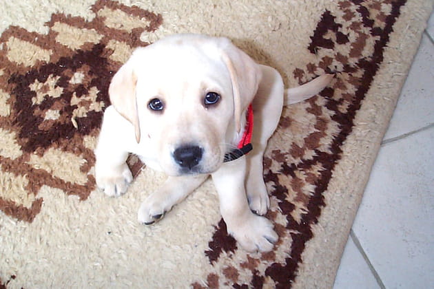 Des chiots à croquer