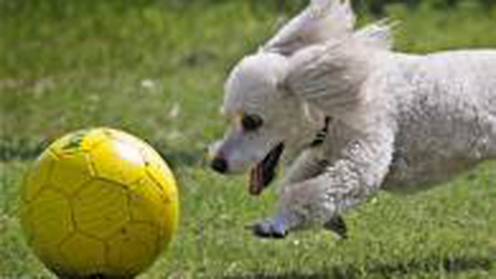 Ballon de foot