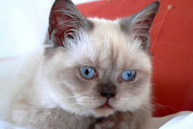 Chicco, le bienheureux