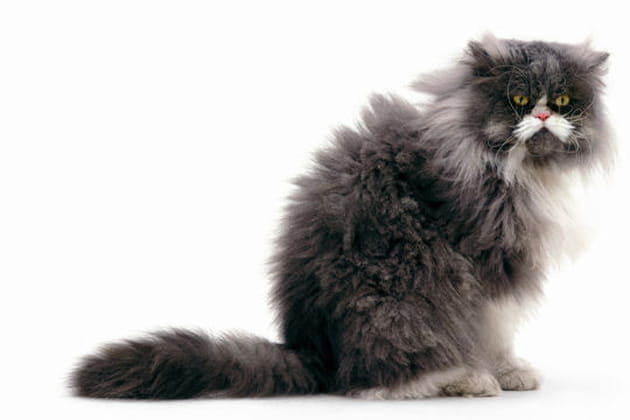 Gustave, Persan bicolore bleu