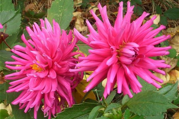 Voluptueux dahlias