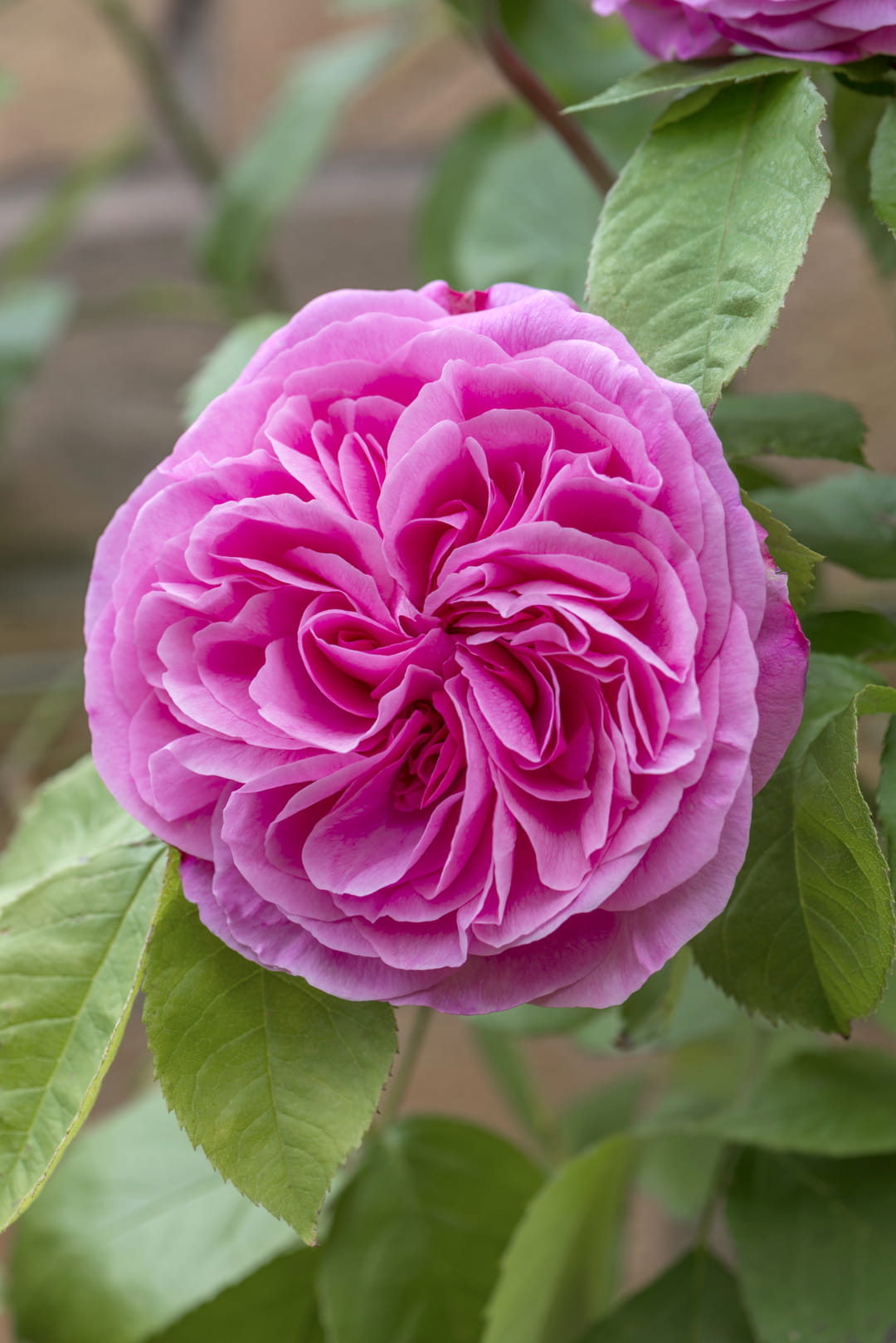 rose-gertrude-jekyll-david-austin