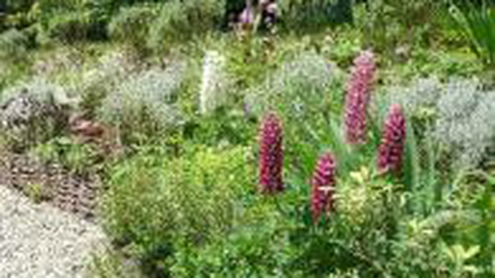 Lupins