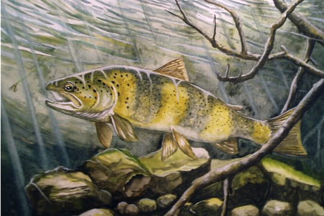 Une truite dans les m&eacute;andres d'une rivi&egrave;re