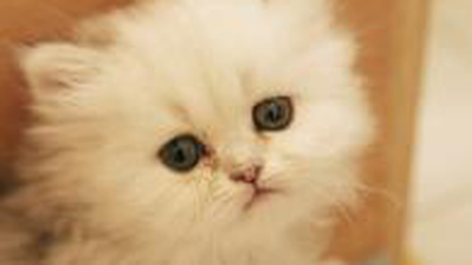 Les yeux ronds