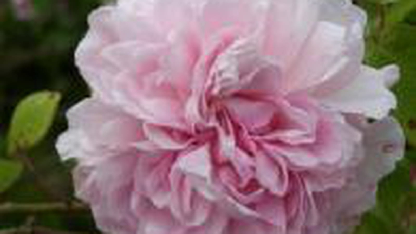 Rose Spencer