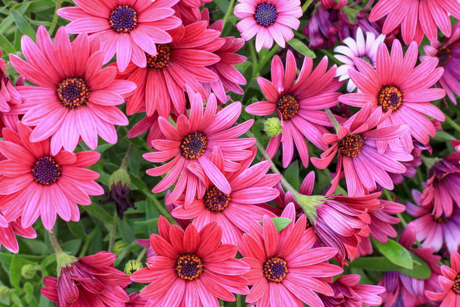 Osteospermum (Marguerite du Cap)