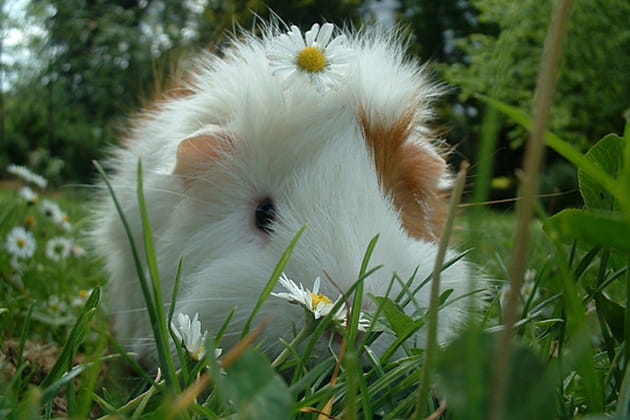 Une fleur cachée dans l'herbe