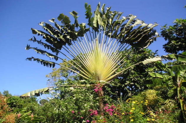 L'arbre du voyageur, Martinique