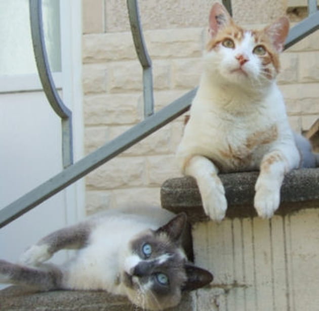 Il fait trop chaud pour travailler